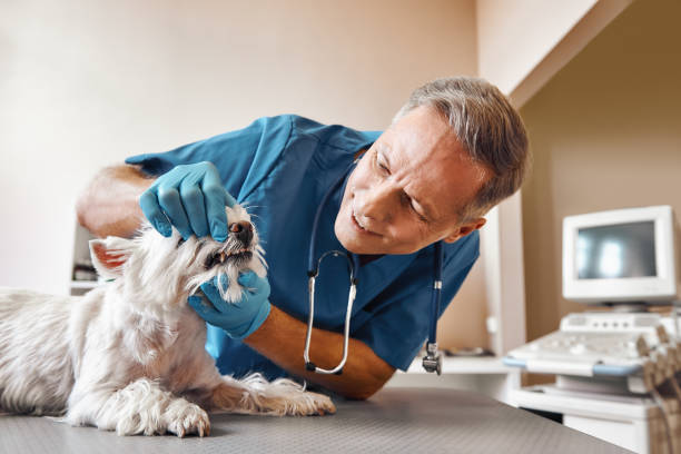 Best Dental Abscess Treatment in Charlottesville, VA